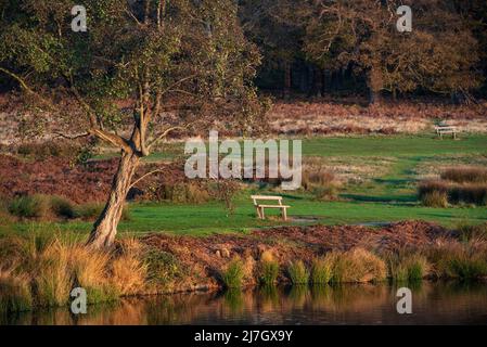 Magnifique paysage paisible image du banc du parc à côté du lac pendant l'heure d'or lever du soleil en automne Banque D'Images