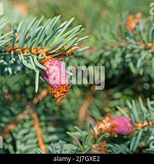 Fleurs d'épinette de Norvège, Picea, au printemps Banque D'Images