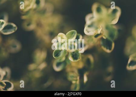 arrière-plan de plante vert flou, vue de dessus en bas des petites feuilles de plante Banque D'Images