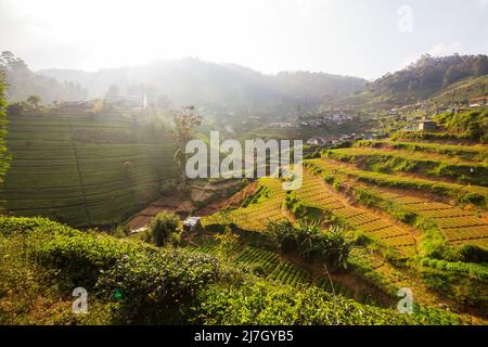 Plantations de légumes cultivées à flanc de colline au Sri Lanka. Beaux paysages ruraux Banque D'Images