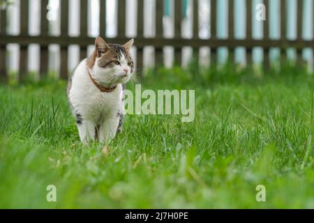 Un chat rouge est en train d'errer dans la cour. Banque D'Images