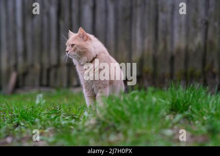 Un chat rouge est en train d'errer dans la cour. Banque D'Images