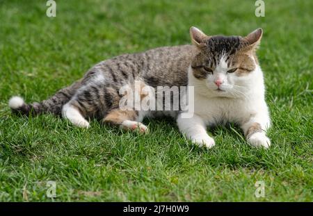 Un chat rouge est en train d'errer dans la cour. Banque D'Images