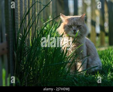 Un chat aux cheveux équitables est assis dans l'herbe sur le fond d'une clôture en bois. Banque D'Images