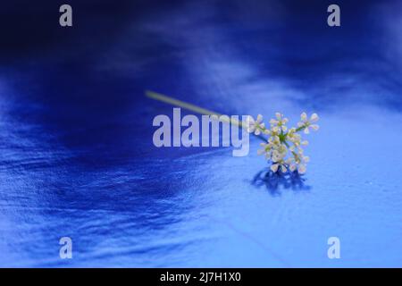 Petite fleur de pollen blanche sur table bleu brillant foncé. Carte d'art à motif fleuri. Banque D'Images