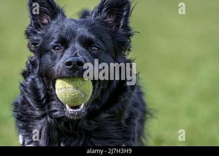 Petit chien noir apportant le ballon Banque D'Images