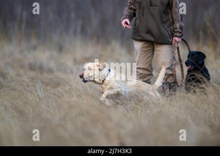 Entraînement de chien avec un Labrador jaune et noir lors d'un après-midi de fin de printemps Banque D'Images