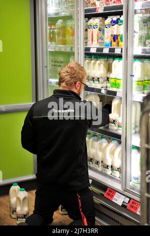 Assistant de magasin organisant le lait dans le réfrigérateur de magasin, Co-operative Supermarket, Royaume-Uni Banque D'Images