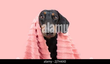 Dachshund chiot chien bain portant une serviette de corail. Isolé sur fond rose pastel Banque D'Images