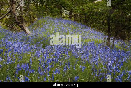 Un monticule de cloches anglaises violettes dans Bluebell Wood à Morpeth, Northumberland Banque D'Images