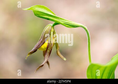 Petite orchidée de lady jaune (Cypripedium parviflorum) bourgeonnement - Forêt récréative de DuPont, Cedar Mountain, près de Brevard, Caroline du Nord, Banque D'Images