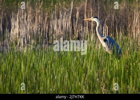 1 Héron (Ardea cinerea, Graureiher). Oiseau d'eau entre différentes plantes vertes et brunes . Gros plan Banque D'Images