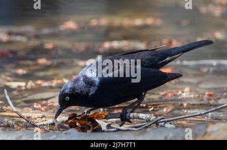 Blackbird rouillé attrapant un ver de terre sur le sol de la forêt inondée au printemps Banque D'Images