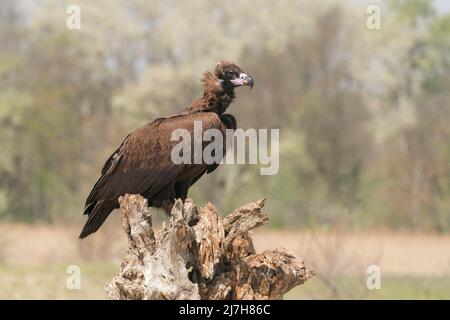 Cinereous Vulture, Aegypius monachus, oiseau unique perché sur le tronc de l'arbre, Ultima Frontiera, Roumanie, 24 avril 2022 Banque D'Images