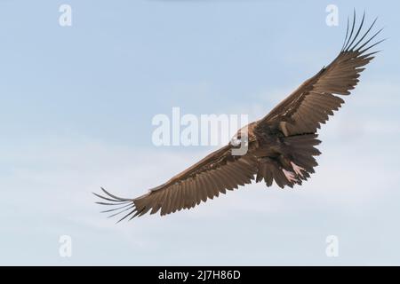 Cinereous Vulture, Aegypius monachus, oiseau unique en vol, Ultima Frontiera, Roumanie, 24 avril 2022 Banque D'Images