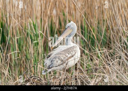 Dalmatian Pelican, Pelecanus crispus, juveile unique debout dans les roseaux, delta du Danube, Roumanie, 27 avril 2022 Banque D'Images