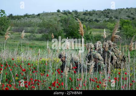 Krivolak, Nord, Macédoine. 08th mai 2022. Les soldats britanniques affectés à l'équipe de combat de la Brigade d'assaut aérienne 16th se préparent à charger dans un hélicoptère de la Brigade de cavalerie aérienne 1st DE l'armée américaine UH-60 Blackhawk dans un champ de coquelicots rouges pour une mission d'entraînement d'assaut aérien pendant l'exercice Swift Response, au Centre d'entraînement militaire Krivolak, le 8 mai, 2022 à Krivolak, en Macédoine du Nord. Crédit : Sgt. Jason Greaves/Armée des États-Unis/Alamy Live News Banque D'Images