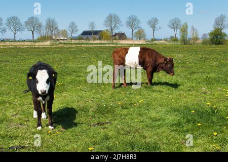 Le bétail Lakenvelder, une race de bétail en danger critique originaire des pays-Bas et d'Allemagne, dans une prairie de la province néerlandaise de Groningen Banque D'Images