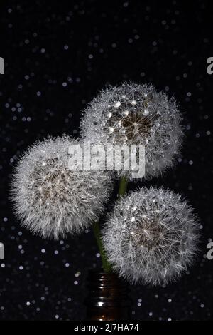 Trois pissenlits ronds blancs et moelleux sur un fond étoilé noir. Tête ronde de plantes d'été avec des graines en forme de parapluie. Le concept de liberté, drea Banque D'Images