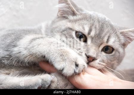 Un chaton en colère mord le propriétaire. Un petit chaton gris espiègle mord la main d'une femme caucasienne et regarde la caméra Banque D'Images