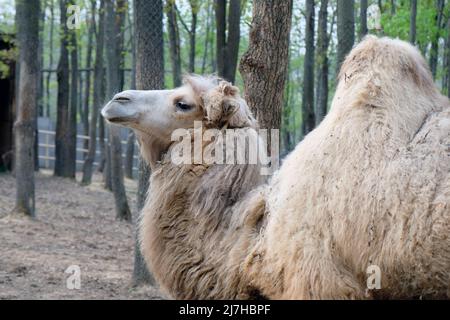 Un chameau avec une bosse au zoo sur fond d'arbres et une clôture en osier, un chameau de couleur cendrée une vue latérale Banque D'Images