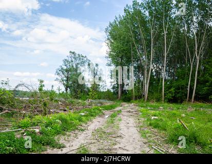 Vue sur la forêt dégagée. Vue sur une route en terre sèche, à travers une ancienne forêt de peupliers. Déforestation planifiée. Banque D'Images