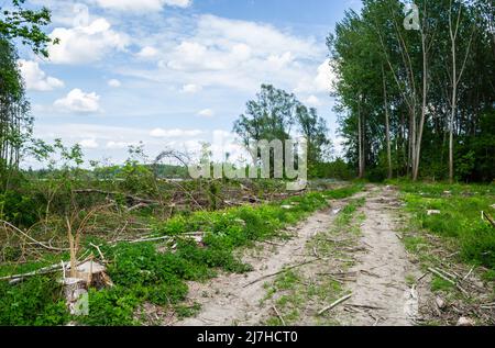 Vue sur la forêt dégagée. Vue sur une route en terre sèche, à travers une ancienne forêt de peupliers. Déforestation planifiée. Banque D'Images