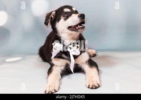 Portrait d'un grand chiot mongrel avec un arc autour de son cou. Couleur noire avec des marques marron clair, prise sur fond bleu Banque D'Images