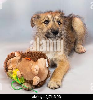 Portrait d'un chiot rouge drôle dans le studio sur un fond clair avec un jouet doux le chiot est étrange et maladroit, mais très mignon et sera un fidèle f Banque D'Images