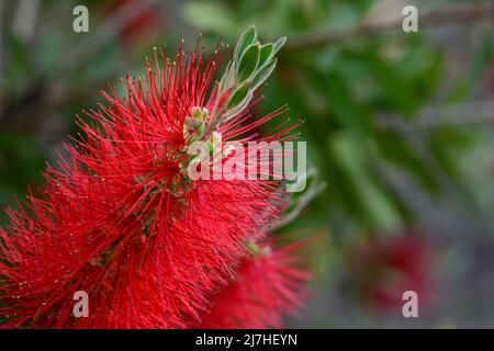 Detalle de la flor del árbol del cepillo, Callistemon citrinus, en primavera Banque D'Images