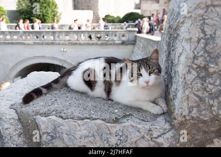 Cat est assis sur un mur en pierre, saluant les touristes pendant qu'ils passent. Banque D'Images