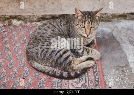 Le chat tabby est assis sur un tapis Banque D'Images