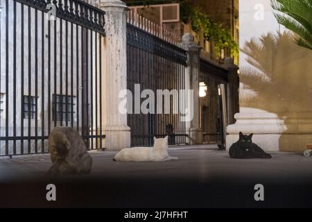 Trois chats de rue se rassemblent dans un quartier fermé à Dubrovnik Banque D'Images