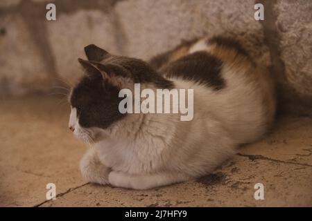 Vieux chat assis la nuit dans les rues de Dubrovnik, Croatie Banque D'Images