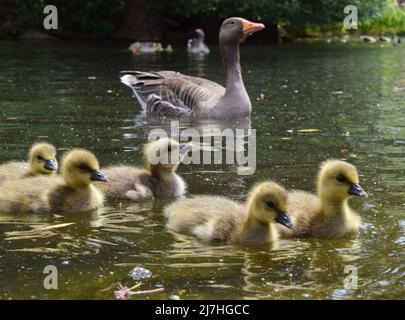 Londres, Royaume-Uni. 9th mai 2022. De très jeunes oisons de la graylag nagent avec leurs parents dans le lac de St James's Park. Credit: Vuk Valcic/Alamy Live News Banque D'Images