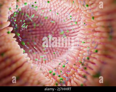 Usines d'intestin de microbiome et microbiote. Santé intestinale 3D rendu. Microvilli avec des usines dans l'intestin Banque D'Images