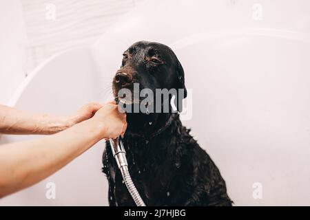 Le chien prend une douche Banque D'Images