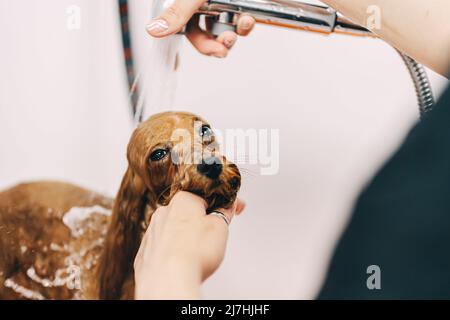 Le chien prend une douche Banque D'Images