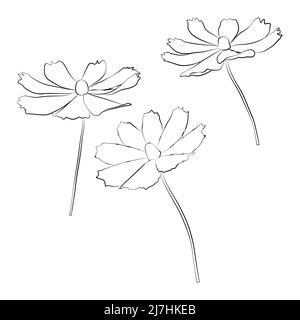 Ensemble de vecteur de branche de fleur cosmos illustration simple isolée sur fond blanc. Version esquissée dessinée à la main. Vecteur floral pour colorier Illustration de Vecteur