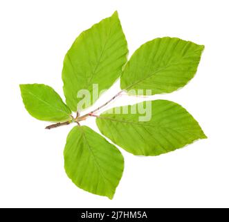 Hêtre branche avec feuilles isolées sur fond blanc Banque D'Images