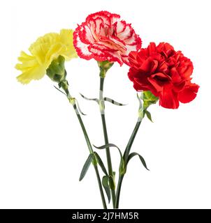 Fleurs de Carnation isolées sur fond blanc Banque D'Images