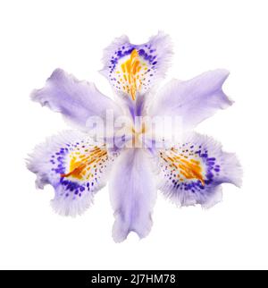 Iris japonica tête de fleur isolée sur fond blanc Banque D'Images