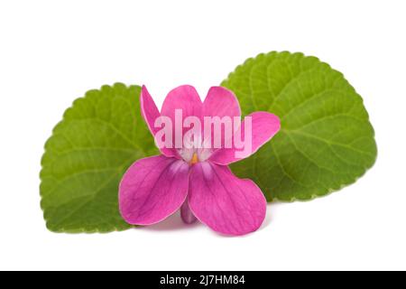 Fleur violette douce isolée sur fond blanc Banque D'Images