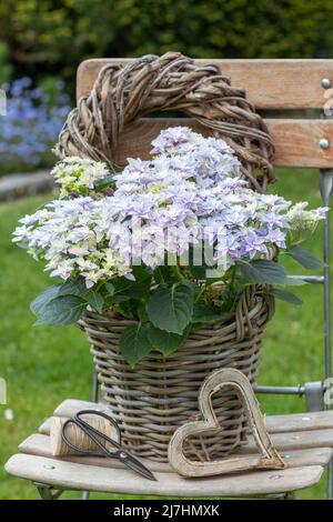 Violet hortensia macrophylla Double Hollandais dans le panier dans le jardin Banque D'Images