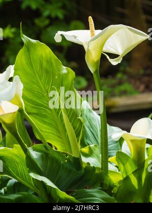 Fleur blanche de la nénuphars la plus aride, Zantedeschia aethiopica 'Crowborough' se dresse au-dessus du grand feuillage Banque D'Images