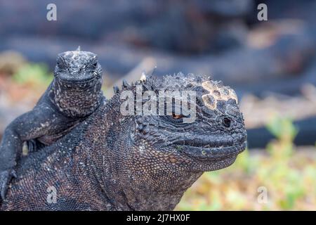 Une paire d'iguanes marins, Amblyrhynchus cristatus, (endémique) se bassiant au soleil, Galapagos, Equador. Banque D'Images