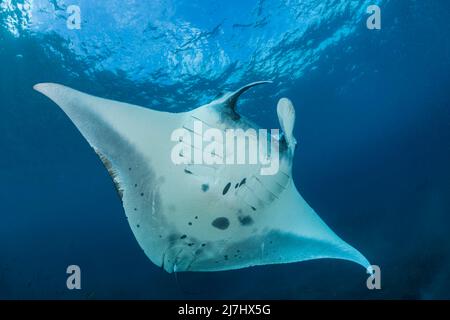 Un rayon de manta de récif, Manta alfredi, croisières sur les shalloes à Manta point, Nusa Penida au large de Bali, Indonésie. Banque D'Images