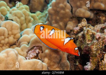 Ce jeune wrasse à queue jaune, Coris gaimard, semble complètement différent comme un adulte, Hawaii. Banque D'Images