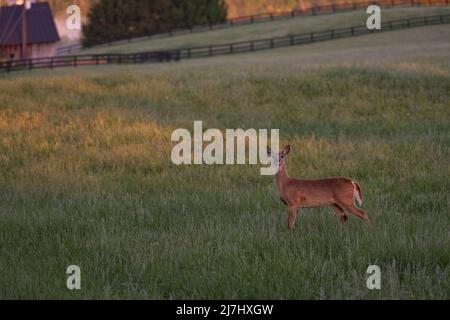 ÉTATS-UNIS - 9 mai 2022 : le cerf de Virginie traverse un champ le long de la route de Willisville, près du village de Bloomfield. (Photo de Douglas Graham) Banque D'Images