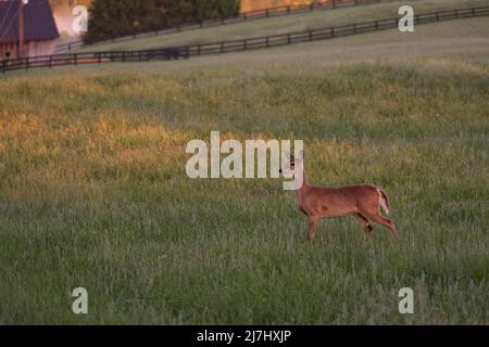 ÉTATS-UNIS - 9 mai 2022 : le cerf de Virginie traverse un champ le long de la route de Willisville, près du village de Bloomfield. (Photo de Douglas Graham) Banque D'Images